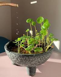 Attēlu rezultāti vaicājumam “Hydrocotyle vulgaris”