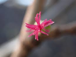 Attēlu rezultāti vaicājumam “Corylus avellana female flower”