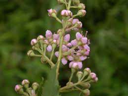 Attēlu rezultāti vaicājumam “Spiraea salicifolia flower”