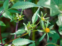 Attēlu rezultāti vaicājumam “Bidens frondosa leaf”