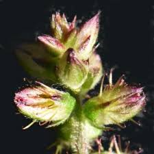 Attēlu rezultāti vaicājumam “Chenopodiaceae”