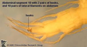 Attēlu rezultāti vaicājumam “Geocrypta galii larva”