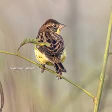 Image result for Emberiza aureola