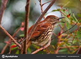 Image result for Toxostoma rufum