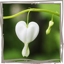 Image result for tränendes Herz