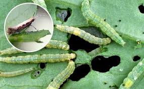 Attēlu rezultāti vaicājumam “Plutella xylostella”