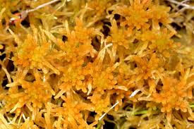 Attēlu rezultāti vaicājumam “Sphagnum teres”