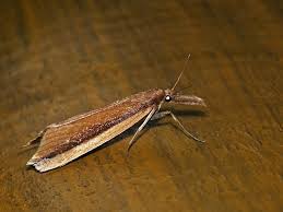 Attēlu rezultāti vaicājumam “Donacaula mucronella”