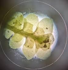 Attēlu rezultāti vaicājumam “Scapania nemorea”