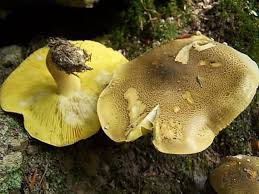 Attēlu rezultāti vaicājumam “Tricholoma flavovirens”