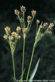 Attēlu rezultāti vaicājumam “Luzula multiflora”