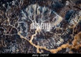 Attēlu rezultāti vaicājumam “Badhamia sp.”