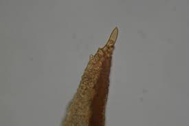 Attēlu rezultāti vaicājumam “Bryoerythrophyllum recurvirostrum”