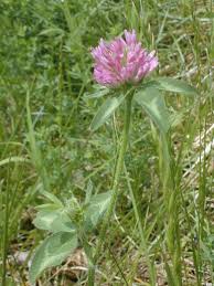 Attēlu rezultāti vaicājumam “Trifolium pratense flower”
