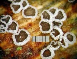 Attēlu rezultāti vaicājumam “Lachnella alboviolascens”