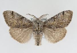 Attēlu rezultāti vaicājumam “Gynaephora selenitica”