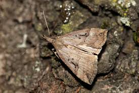 Attēlu rezultāti vaicājumam “Hypena rostralis”