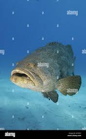 Image result for Epinephelus itajara