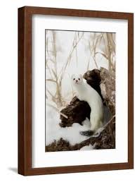 Attēlu rezultāti vaicājumam “Mustela erminea adult”