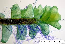 Attēlu rezultāti vaicājumam “Tritomaria”