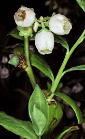 Attēlu rezultāti vaicājumam “Vaccinium uliginosum bud”