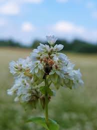 Attēlu rezultāti vaicājumam “Fagopyrum esculentum flower”