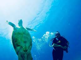 Image result for World Divers