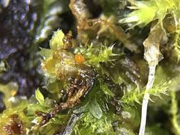 Attēlu rezultāti vaicājumam “Octosporella jungermanniarum”