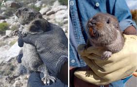 Attēlu rezultāti vaicājumam “Rodentia”