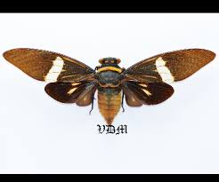 Attēlu rezultāti vaicājumam “Malacosoma castrensis male”