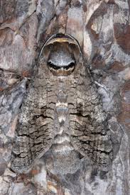 Attēlu rezultāti vaicājumam “Cossus cossus”