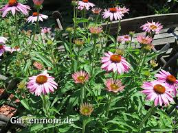 Image result for roter Sonnenhut