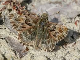 Attēlu rezultāti vaicājumam “Carcharodus floccifera upperside”