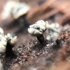 Attēlu rezultāti vaicājumam “Physarum compressum”