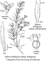 Attēlu rezultāti vaicājumam “Galium schultesii leaf”