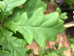Attēlu rezultāti vaicājumam “Quercus robur leaf”