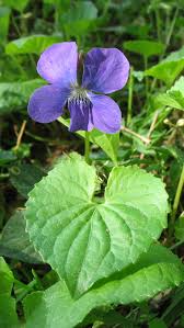 Attēlu rezultāti vaicājumam “Viola sororia”