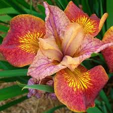 Attēlu rezultāti vaicājumam “Iris sibirica flower”