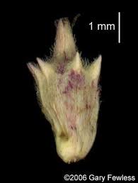 Attēlu rezultāti vaicājumam “Ambrosia artemisiifolia bud”