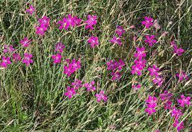 Attēlu rezultāti vaicājumam “Dianthus deltoides”