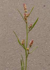 Attēlu rezultāti vaicājumam “Atriplex littoralis leaf”