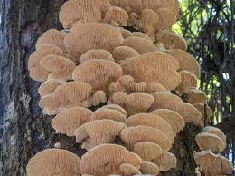 Attēlu rezultāti vaicājumam “Sarcoporia polyspora”