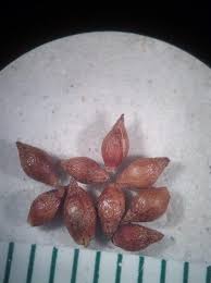 Attēlu rezultāti vaicājumam “Cladium mariscus fruit”