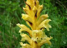 Attēlu rezultāti vaicājumam “Orobanchaceae”