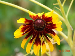 Attēlu rezultāti vaicājumam “Rudbeckia hirta var. hirta”