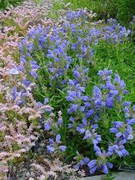Attēlu rezultāti vaicājumam “Dracocephalum ruyschiana flower”