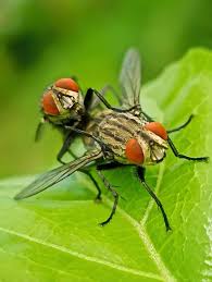 Attēlu rezultāti vaicājumam “Sarcophagidae”