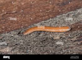 Attēlu rezultāti vaicājumam “Polyzonium germanicum”