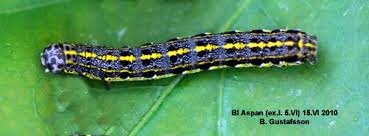 Attēlu rezultāti vaicājumam “Orthosia miniosa imago”