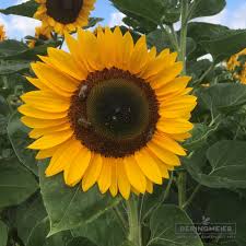 Image result for Sonnenblume